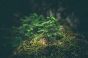 Ung granplanta i mossig skog – symbol för återväxt och hållbarhet inom återvinning och miljöarbete