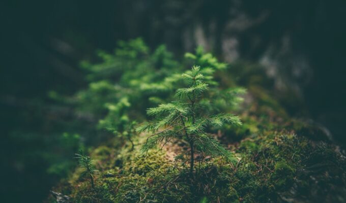 Ung granplanta i mossig skog – symbol för återväxt och hållbarhet inom återvinning och miljöarbete